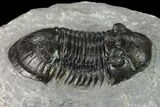 Paralejurus Trilobite Fossil - Ofaten, Morocco #171499-5